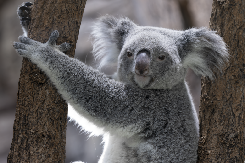 dragh-koala-8992580